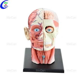 인간의 머리 해부학 훈련을 위한 4D 모델